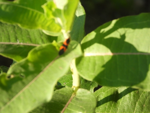 Large Milkweed Bug photographed in Kansas