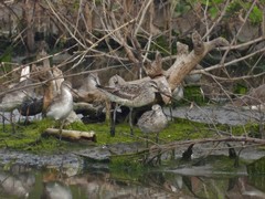 Limnodromus semipalmatus
