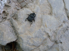 Onthophagus verticicornis