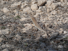 Acanthodactylus schreiberi