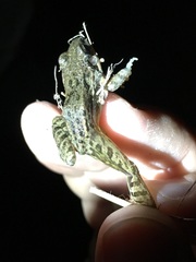 Leptodactylus fragilis