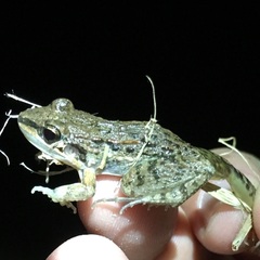 Leptodactylus fragilis