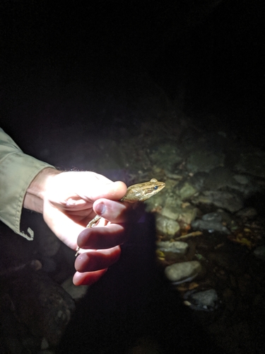 Australian Wood Frog