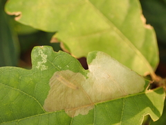 Tischeria ekebladella