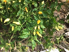 Capsicum annuum conoides