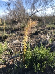 Holothrix burchellii