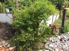 Capsicum annuum conoides