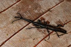 Brentus approximatus