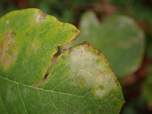 Snowberry Powdery Mildew (Erysiphe symphoricarpi) · iNaturalist