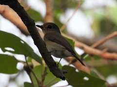 Cyornis hainanus