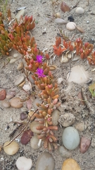 Disphyma crassifolium