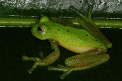 Nymphargus grandisonae