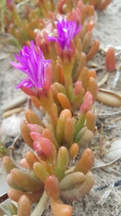 Disphyma crassifolium