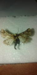 Acronicta geographica