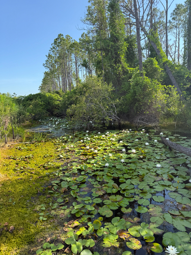 Nymphaea odorata