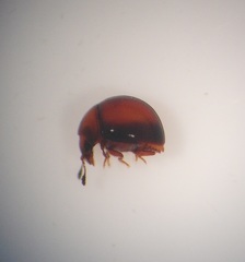 Rentonium bicolor