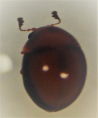 Rentonium bicolor