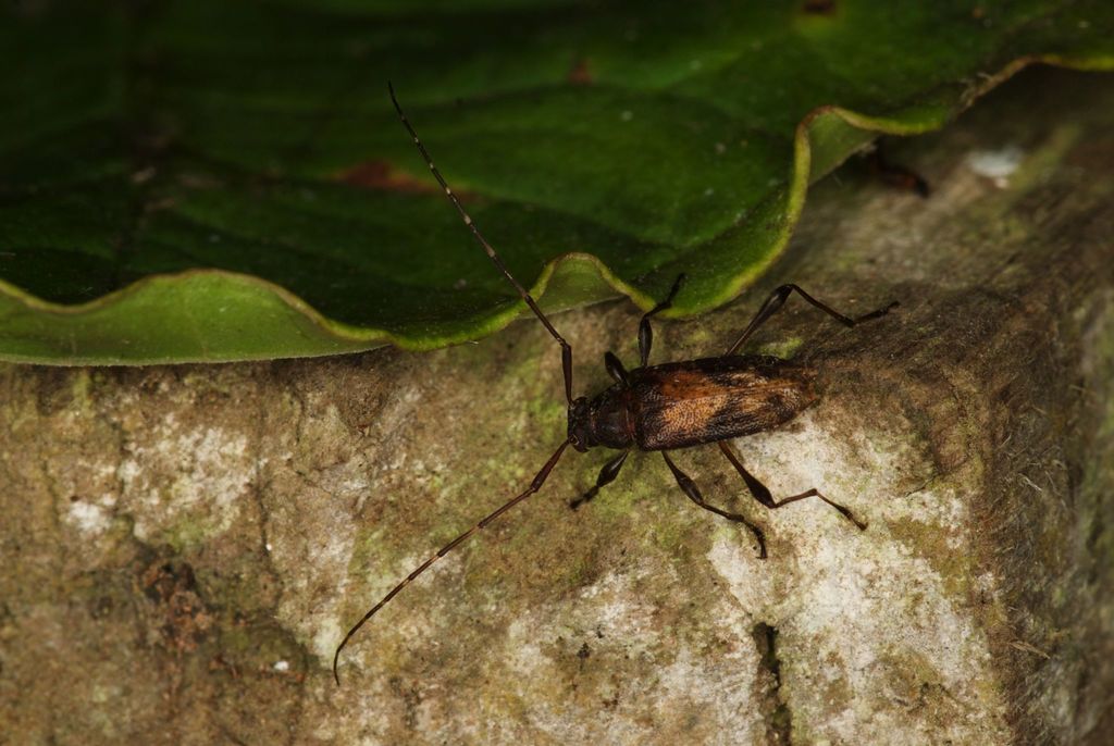 Anisopodus ligneus