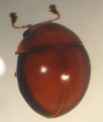 Rentonium bicolor