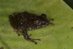 Pristimantis muricatus