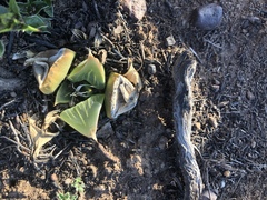 Haworthia retusa