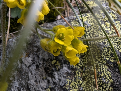 Draba incerta observed 2025-07-16