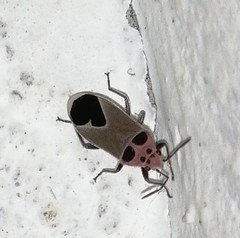 Graptostethus argentatus