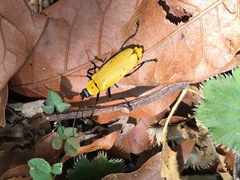Chauliognathus heros