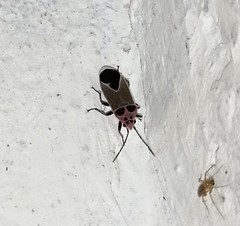 Graptostethus argentatus