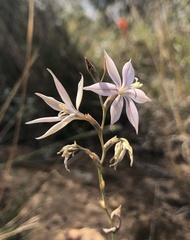 Gladiolus stellatus