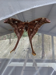 Coscinocera hercules