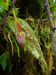 Pleurothallis ruberrima