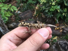 Anolis capito