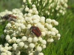 Trichostetha capensis hottentotta