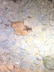 Penalva flavocalceata