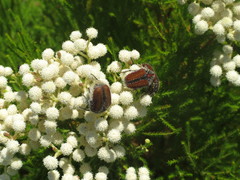 Trichostetha capensis hottentotta