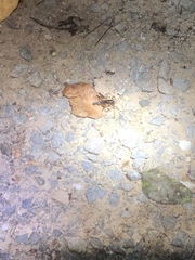 Penalva flavocalceata