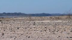 Charadrius vociferus