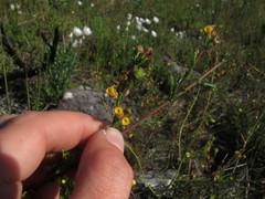 Hermannia joubertiana