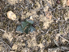 Haworthia retusa