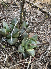 Haworthia retusa