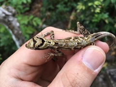 Anolis capito