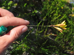 Ixia odorata