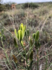 Albuca longipes