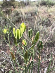 Albuca longipes