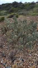 Atriplex cinerea