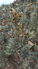 Atriplex cinerea