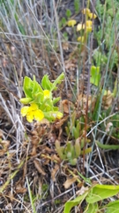 Goodenia amplexans