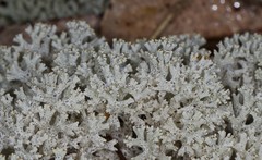 Pulchrocladia retipora