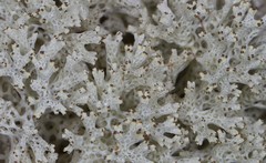 Pulchrocladia retipora